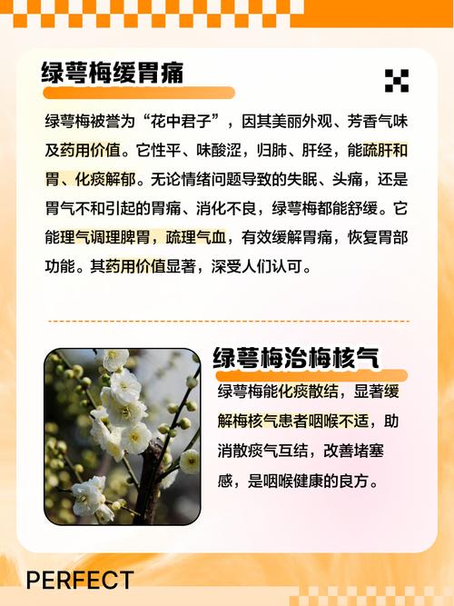 绿梅花的药用价值，绿梅花是什么中药？-第5张图片-优品飞百科