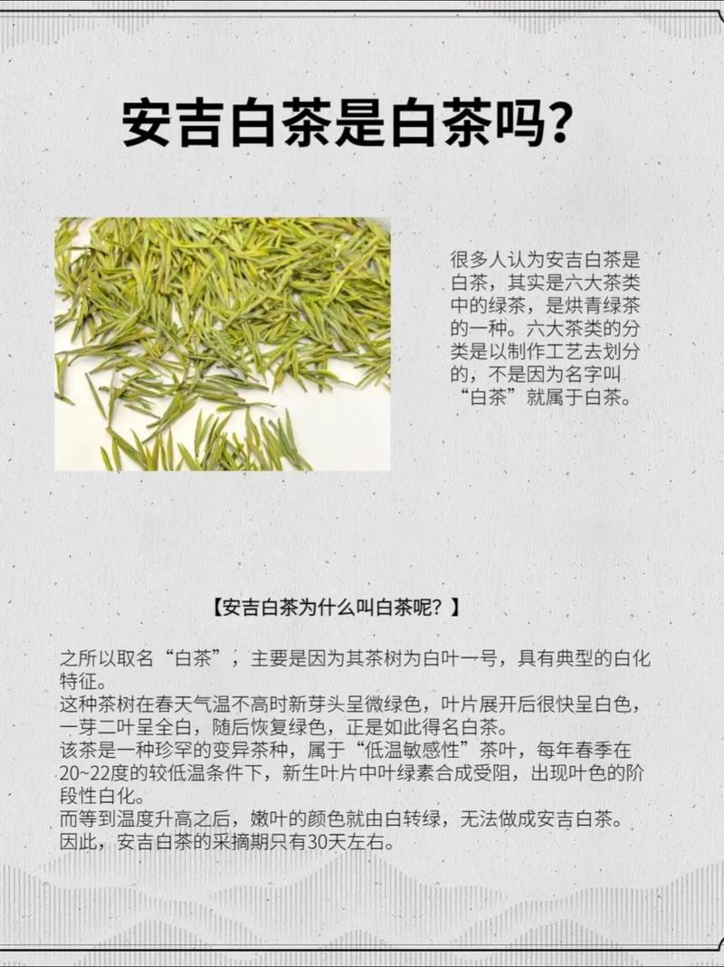 白茶的功效与作用,白茶的功效与作用和好处-第4张图片-优品飞百科 白茶的功效与作用,白茶的功效与作用和好处-第4张图片-优品飞百科