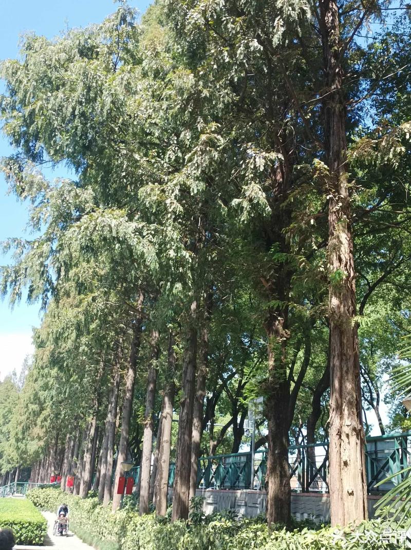 芜湖适合养什么花，市花和市树是什么，芜湖有什么花海-第1张图片-优品飞百科