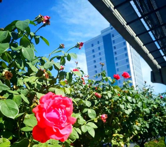 芜湖适合养什么花，市花和市树是什么，芜湖有什么花海-第2张图片-优品飞百科