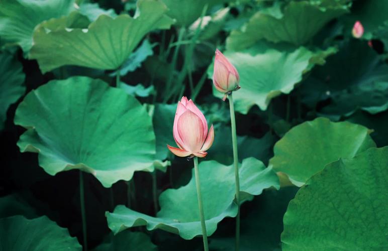 芜湖适合养什么花，市花和市树是什么，芜湖有什么花海-第3张图片-优品飞百科