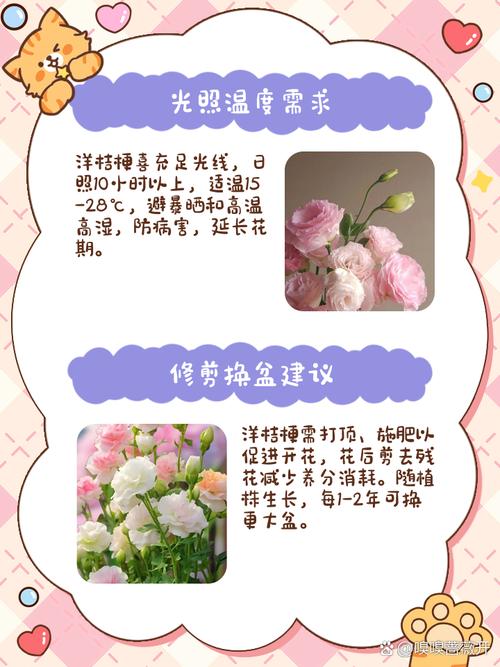 洋桔梗能放卧室吗？洋桔梗适合放房间么？-第2张图片-优品飞百科