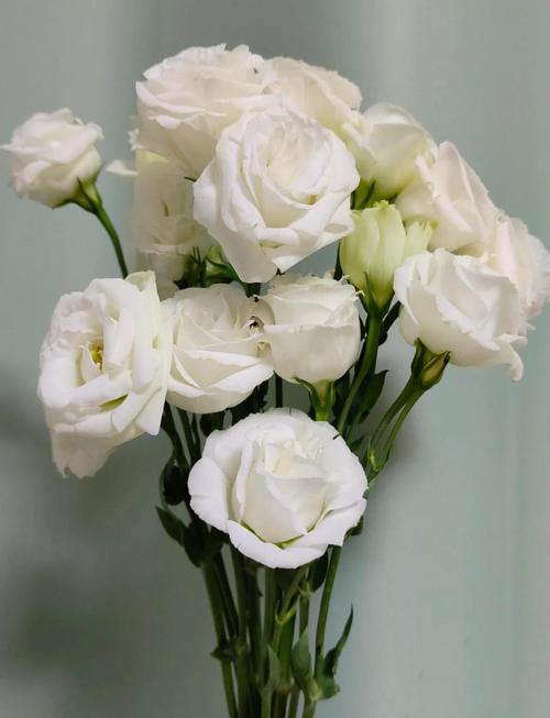 洋桔梗能放卧室吗？洋桔梗适合放房间么？-第4张图片-优品飞百科