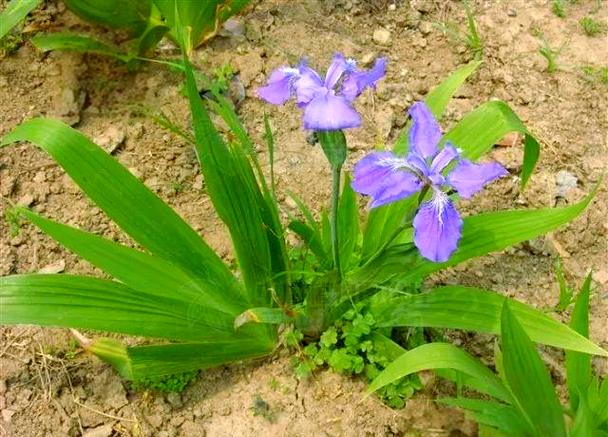 鸢尾的功效与作用，鸢尾的功效与作用和禁忌？-第1张图片-优品飞百科