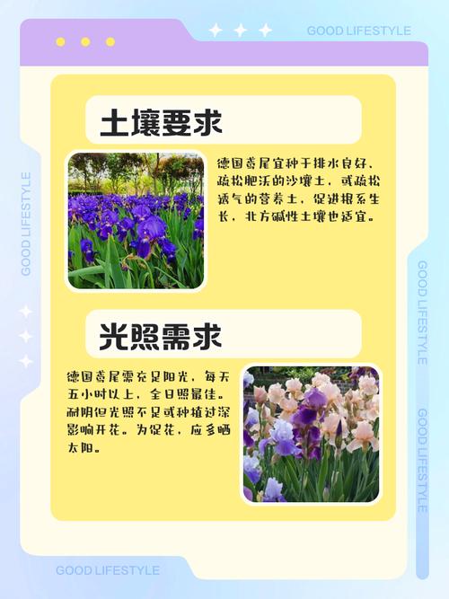 鸢尾的功效与作用，鸢尾的功效与作用和禁忌？-第2张图片-优品飞百科