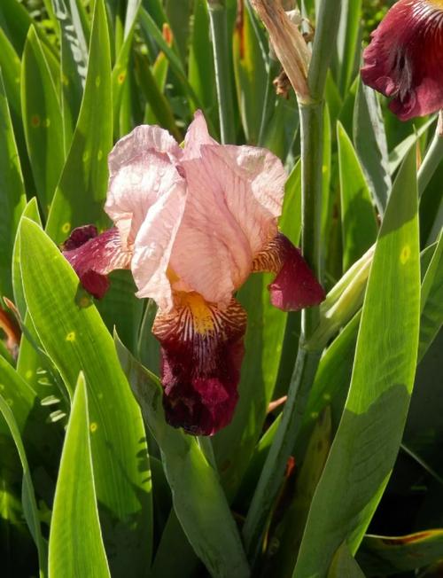 鸢尾的功效与作用，鸢尾的功效与作用和禁忌？-第3张图片-优品飞百科