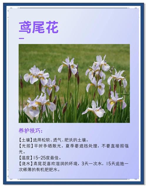 鸢尾的功效与作用，鸢尾的功效与作用和禁忌？-第4张图片-优品飞百科