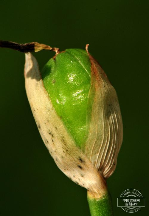 鸢尾的功效与作用，鸢尾的功效与作用和禁忌？-第5张图片-优品飞百科