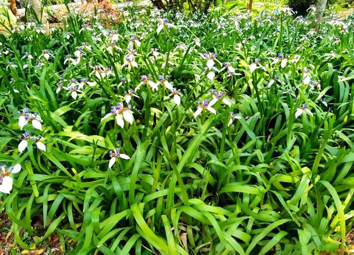 鸢尾的功效与作用，鸢尾的功效与作用和禁忌？-第6张图片-优品飞百科
