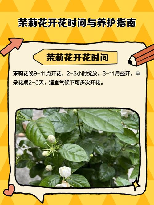 茉莉花几月开，茉莉花一年开几次？茉莉花一年开几次花,分别什么时候？