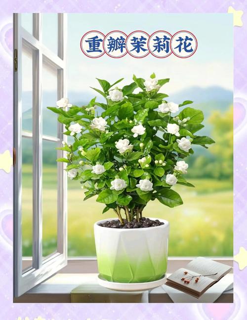 茉莉花几月开，茉莉花一年开几次？茉莉花一年开几次花,分别什么时候？-第3张图片-优品飞百科