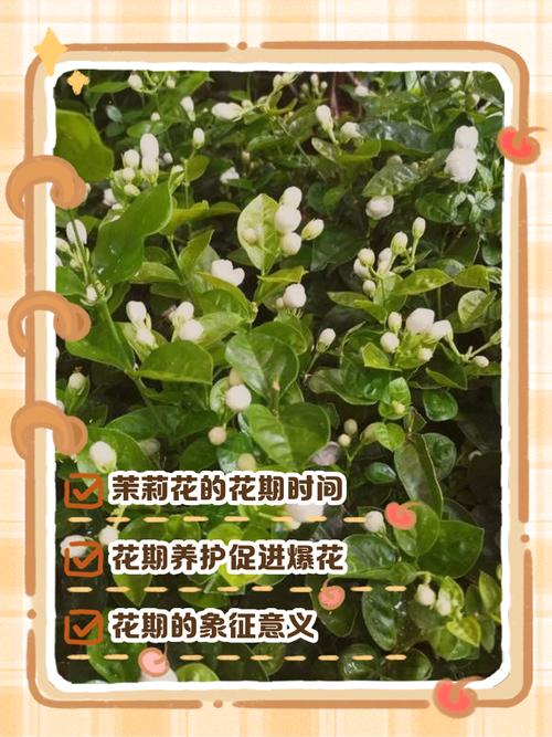 茉莉花几月开，茉莉花一年开几次？茉莉花一年开几次花,分别什么时候？-第4张图片-优品飞百科