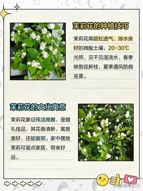 茉莉花几月开，茉莉花一年开几次？茉莉花一年开几次花,分别什么时候？-第5张图片-优品飞百科