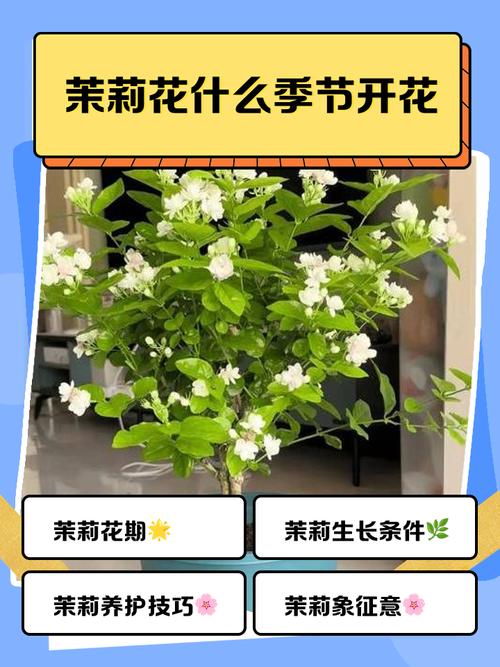 茉莉花几月开，茉莉花一年开几次？茉莉花一年开几次花,分别什么时候？-第6张图片-优品飞百科