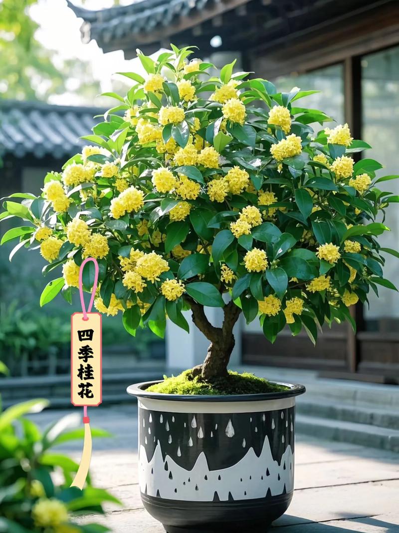 适合露天四季盆栽植物？适合露天四季盆栽植物的花？