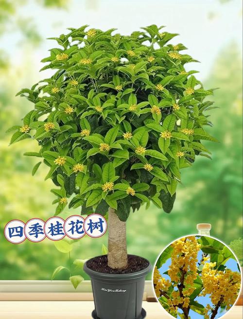 适合露天四季盆栽植物？适合露天四季盆栽植物的花？-第5张图片-优品飞百科