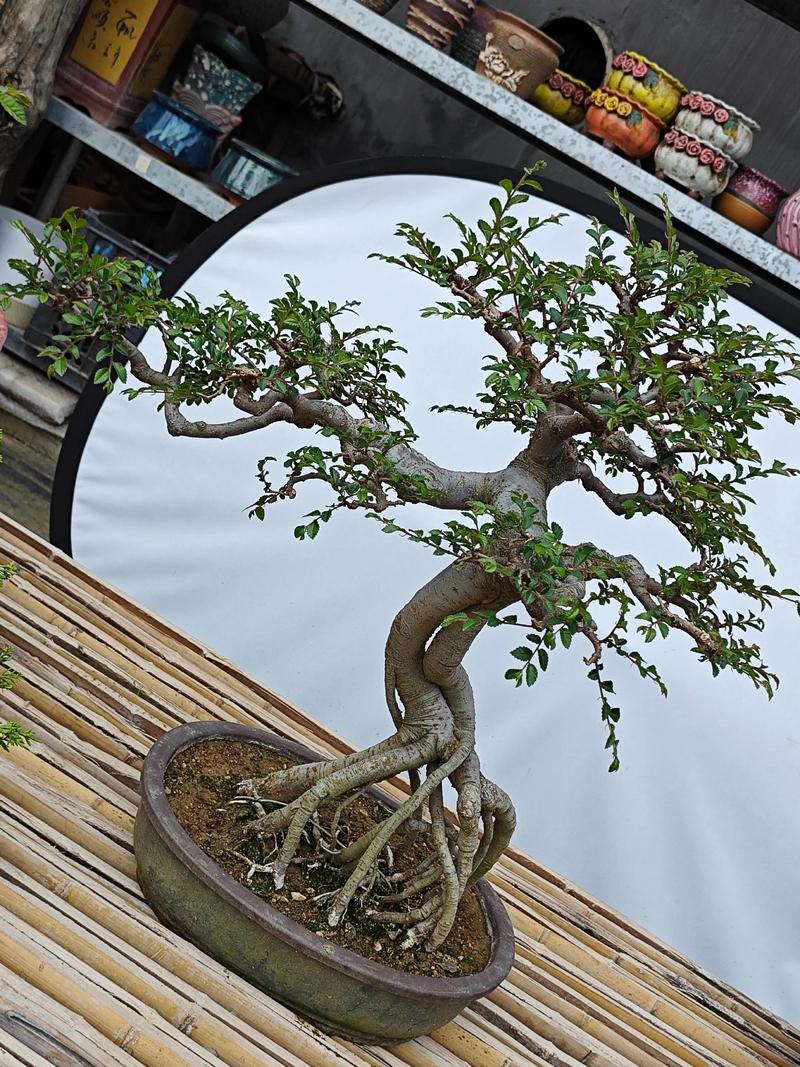 榆钱的养殖方法和注意事项？榆钱盆栽怎么养？-第1张图片-优品飞百科