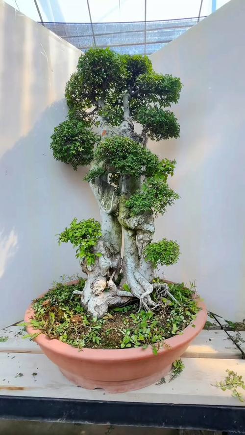 榆钱的养殖方法和注意事项？榆钱盆栽怎么养？-第2张图片-优品飞百科