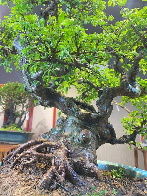 榆钱的养殖方法和注意事项？榆钱盆栽怎么养？-第5张图片-优品飞百科