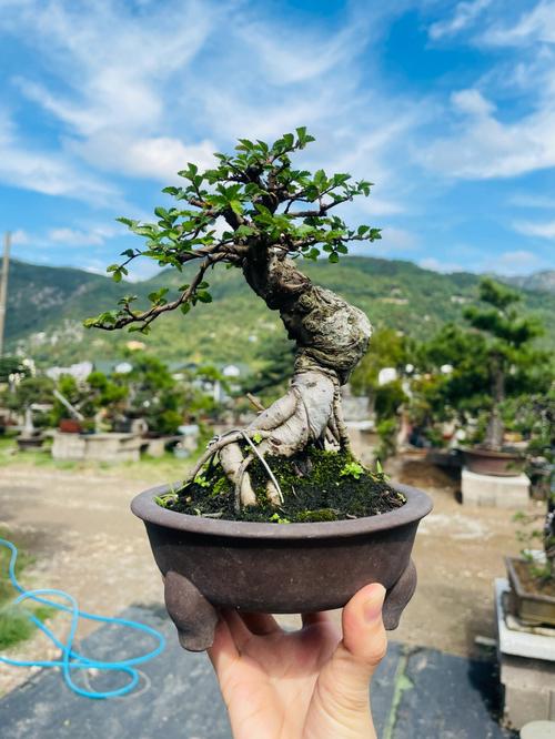 榆钱的养殖方法和注意事项？榆钱盆栽怎么养？-第6张图片-优品飞百科