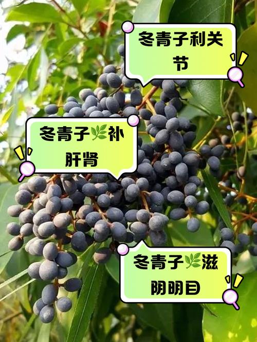 红果冬青的功效与作用，红果冬青又名？-第1张图片-优品飞百科