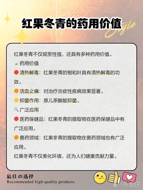 红果冬青的功效与作用，红果冬青又名？-第2张图片-优品飞百科