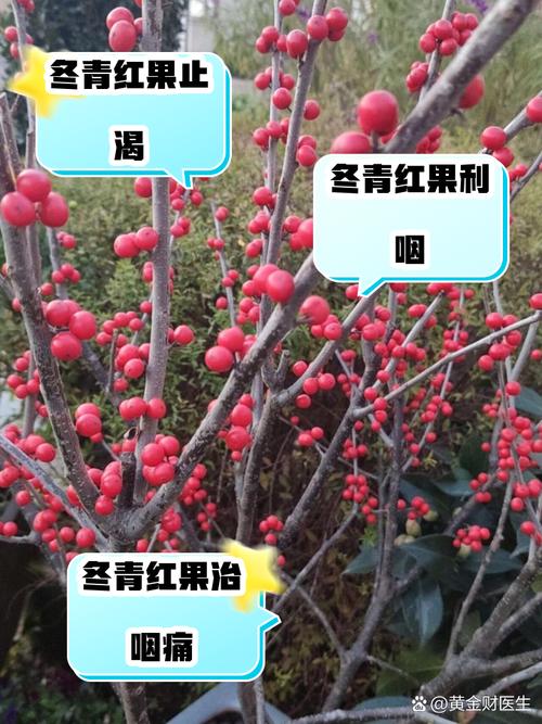 红果冬青的功效与作用，红果冬青又名？-第3张图片-优品飞百科