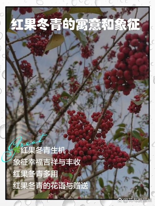 红果冬青的功效与作用，红果冬青又名？-第4张图片-优品飞百科