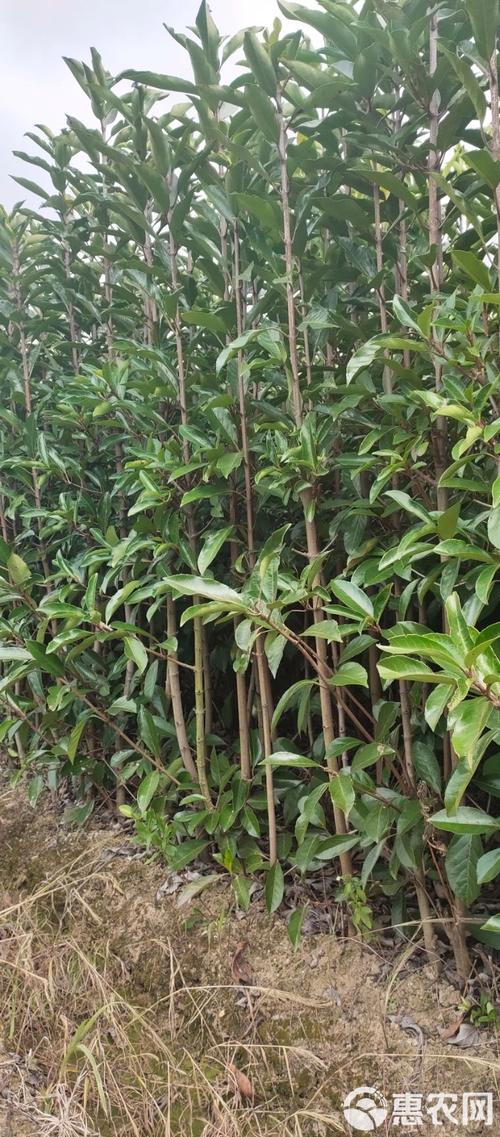 红果冬青的功效与作用，红果冬青又名？-第5张图片-优品飞百科