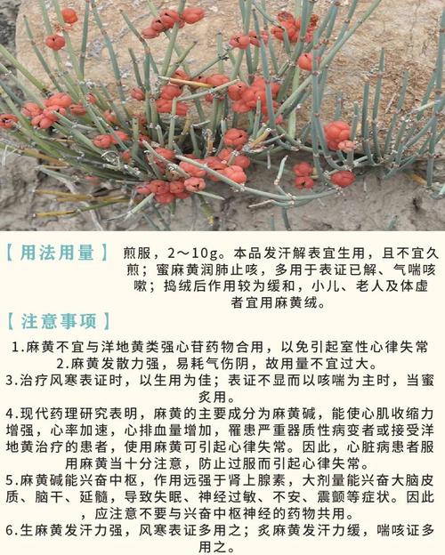 草麻黄的养殖方法？草麻黄药用价值？-第2张图片-优品飞百科