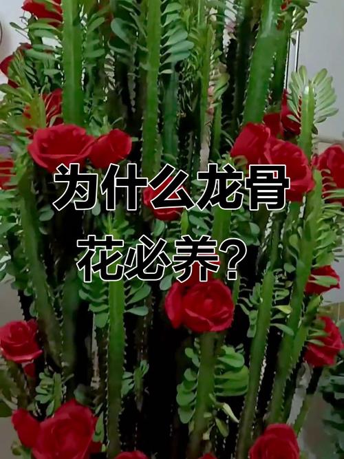 室内镇宅辟邪的绿植？室内镇宅的花卉绿植有哪些？