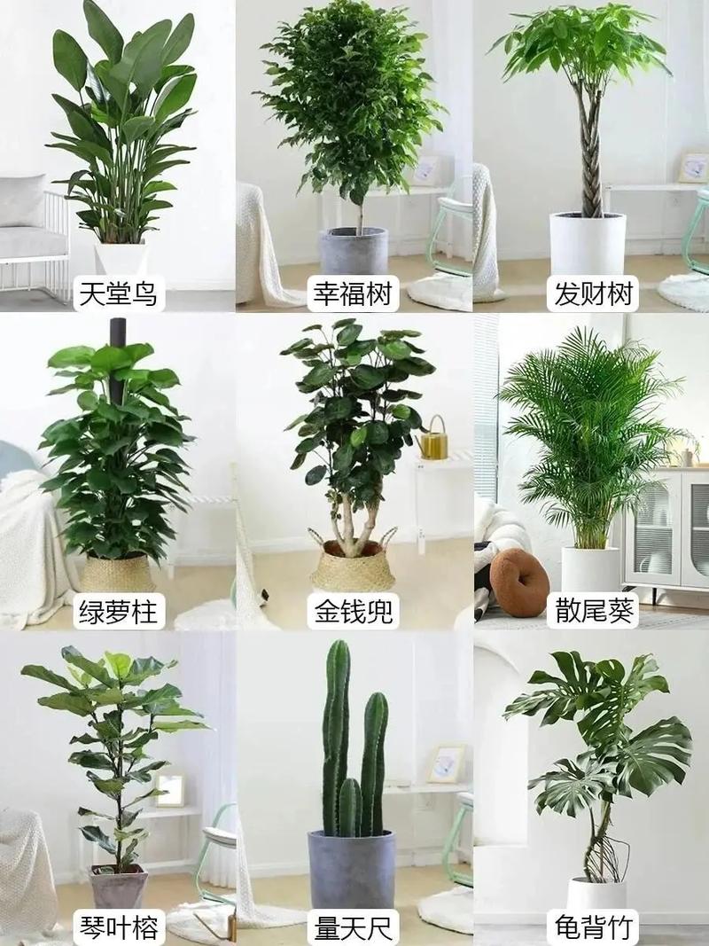 室内镇宅辟邪的绿植？室内镇宅的花卉绿植有哪些？-第3张图片-优品飞百科