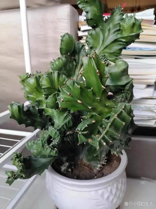 室内镇宅辟邪的绿植？室内镇宅的花卉绿植有哪些？-第4张图片-优品飞百科