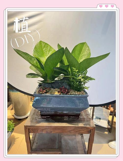 室内镇宅辟邪的绿植？室内镇宅的花卉绿植有哪些？-第6张图片-优品飞百科