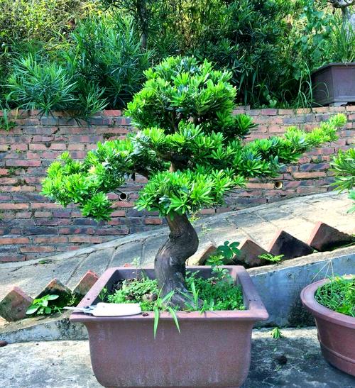 室内镇宅辟邪的绿植？室内镇宅的花卉绿植有哪些？-第7张图片-优品飞百科