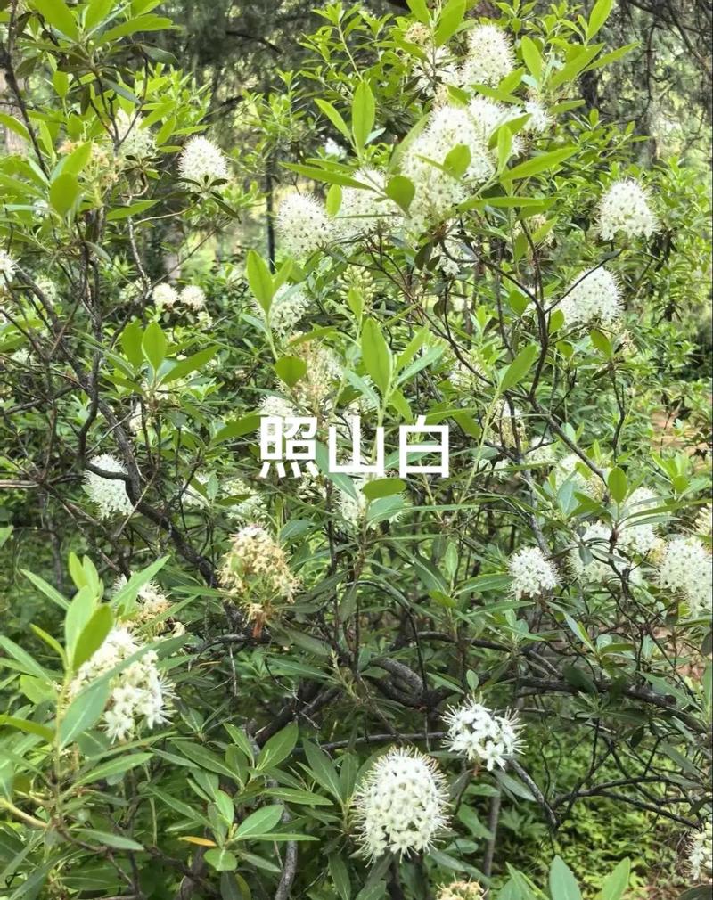 照山白的功效与作用，照山白片药治什么病？-第1张图片-优品飞百科