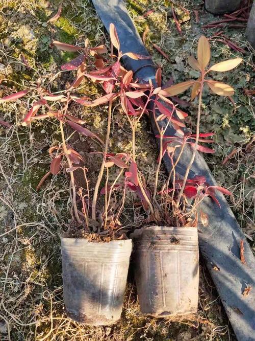 照山白的功效与作用，照山白片药治什么病？-第2张图片-优品飞百科