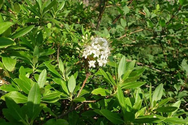 照山白的功效与作用，照山白片药治什么病？-第4张图片-优品飞百科