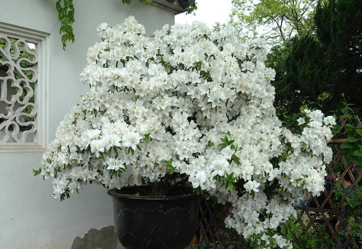 照山白的功效与作用，照山白片药治什么病？-第6张图片-优品飞百科