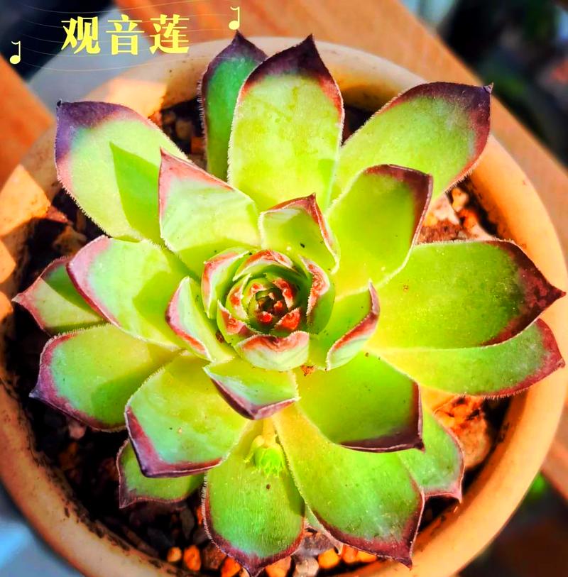 观音莲有毒吗,黑夜观音莲有毒吗?-第2张图片-优品飞百科 观音莲有毒吗,黑夜观音莲有毒吗?-第2张图片-优品飞百科