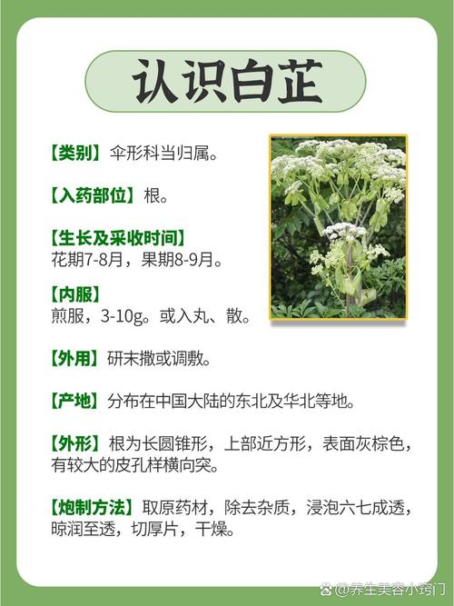 白芷的功效和作用？白芷的功效与作用炖肉怎么做？