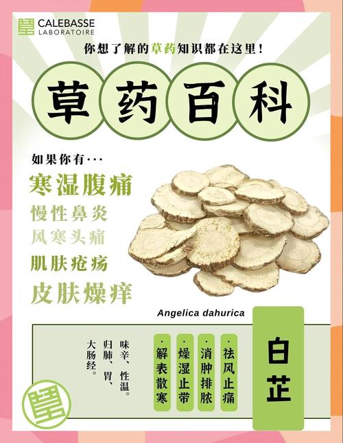 白芷的功效和作用？白芷的功效与作用炖肉怎么做？-第4张图片-优品飞百科