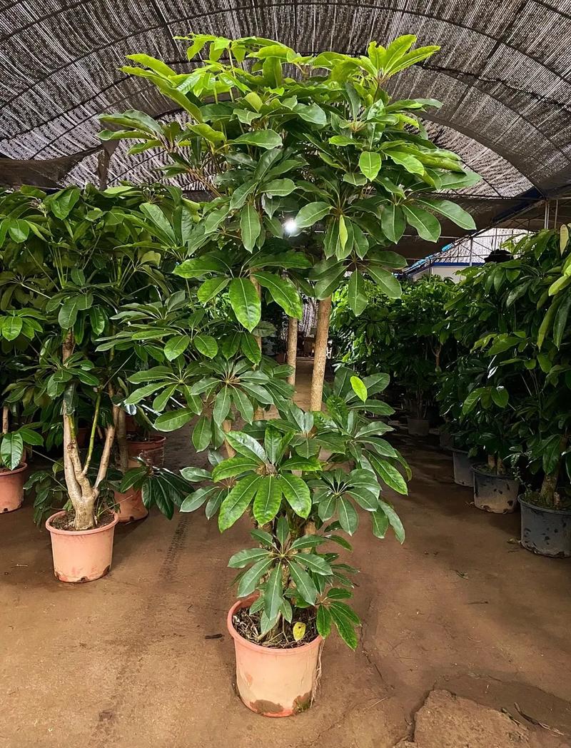 大叶伞与鹅掌柴有什么区别，大叶伞与鹅掌柴有什么区别呢-第1张图片-优品飞百科