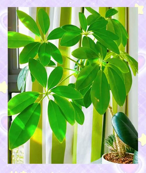 大叶伞与鹅掌柴有什么区别，大叶伞与鹅掌柴有什么区别呢-第2张图片-优品飞百科