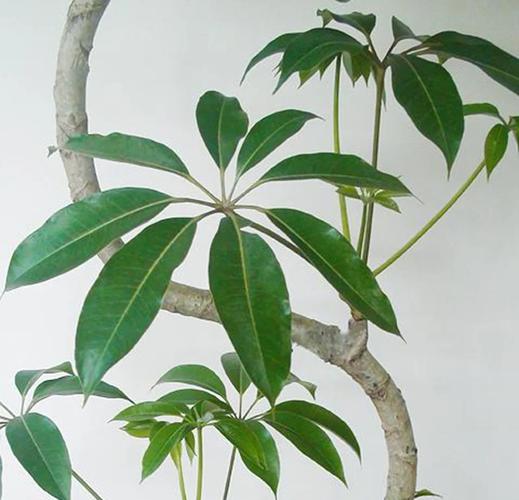 大叶伞与鹅掌柴有什么区别，大叶伞与鹅掌柴有什么区别呢-第3张图片-优品飞百科