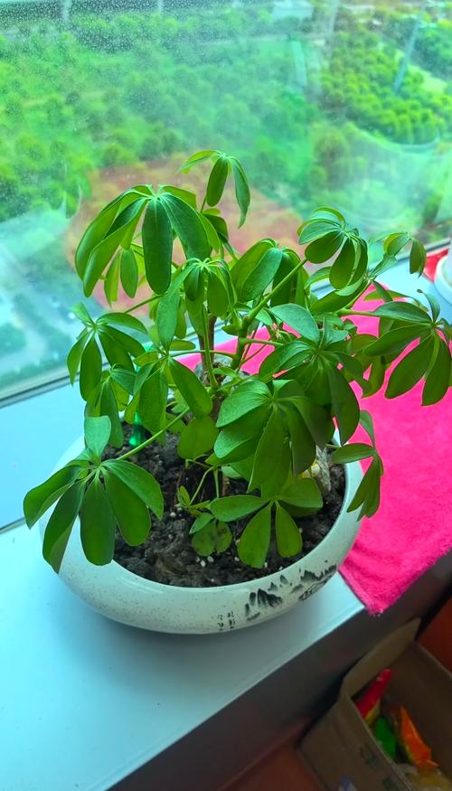 大叶伞与鹅掌柴有什么区别，大叶伞与鹅掌柴有什么区别呢-第4张图片-优品飞百科