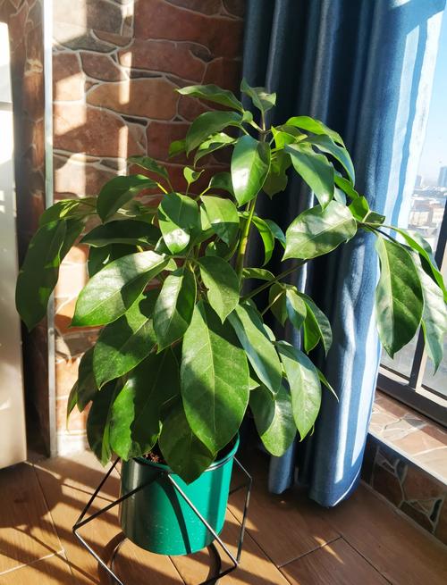 大叶伞与鹅掌柴有什么区别，大叶伞与鹅掌柴有什么区别呢-第5张图片-优品飞百科