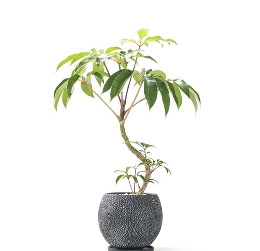 大叶伞与鹅掌柴有什么区别，大叶伞与鹅掌柴有什么区别呢-第7张图片-优品飞百科