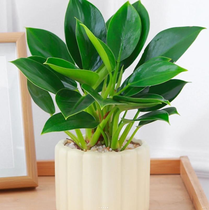 红钻叶子有毒吗，适合放在室内吗？，红钻叶上长斑点什么原因？