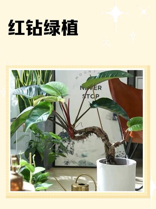 红钻叶子有毒吗，适合放在室内吗？，红钻叶上长斑点什么原因？-第3张图片-优品飞百科